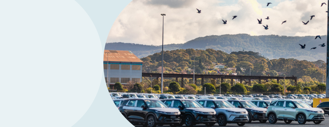 Cars parked together in parking lot with birds flying above.